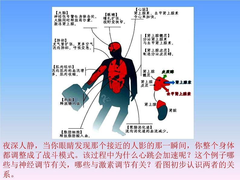 高中生物选择性必修一   3.3 体液调节与神经调节的关系 课件(共35张)第1页