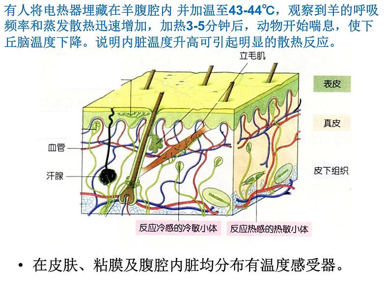 高中生物选择性必修一   3.3 体液调节与神经调节的关系 课件(共35张)第6页