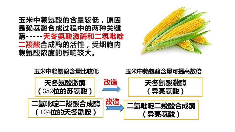 高中生物选择性必修三  3.4蛋白质工程的崛起 课件第8页