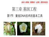 高中生物选择性必修三  3.1DNA重组技术的基本工具 课件