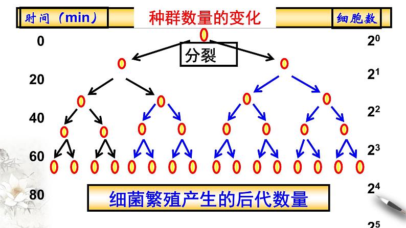 高中生物选择性必修二 第二节种群数量的变化 课件08