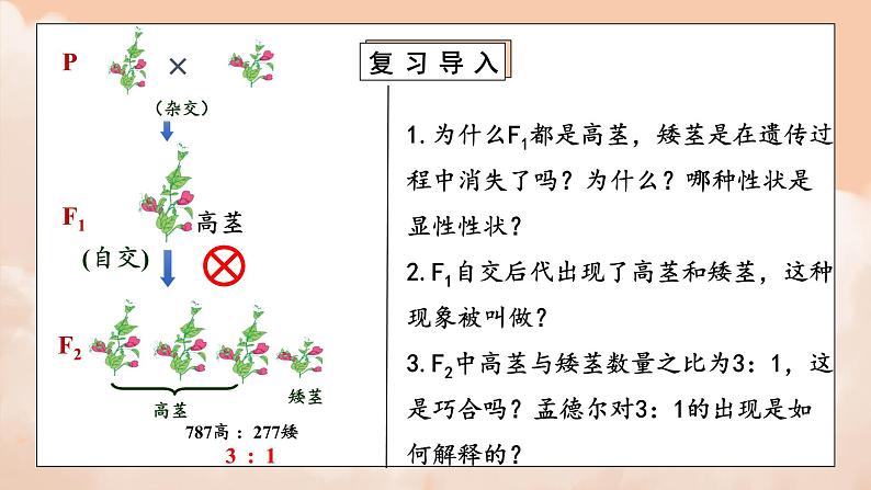 1.1《孟德尔的豌豆杂交实验（一）》第二课时课件+教案03