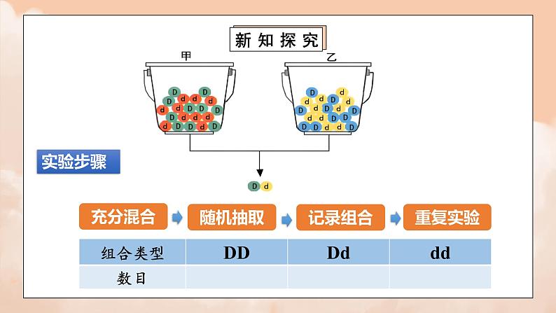 1.1《孟德尔的豌豆杂交实验（一）》第二课时课件+教案06