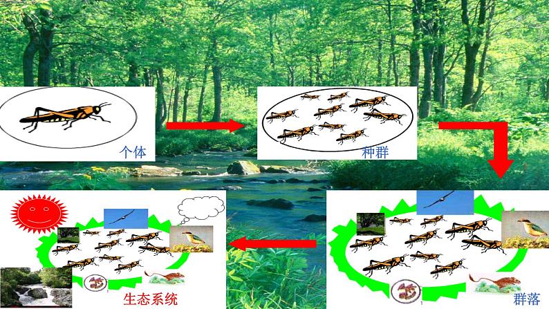 高中生物选择性必修二 高中生物选择性必修2    3.1生态系统的结构 课件04