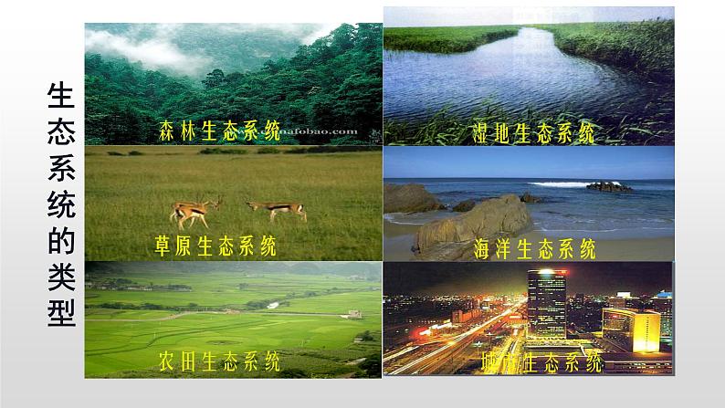 高中生物选择性必修二 高中生物选择性必修2    3.1生态系统的结构 课件05