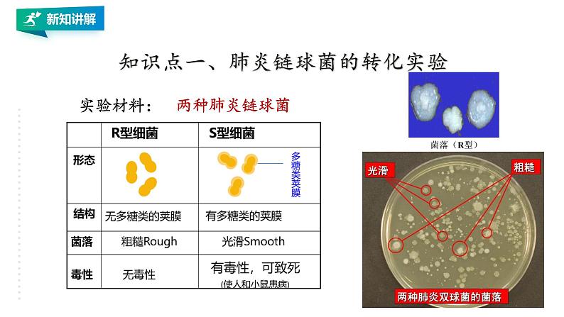 高中生物第二册 3.1DNA是主要的遗传物质 课件05