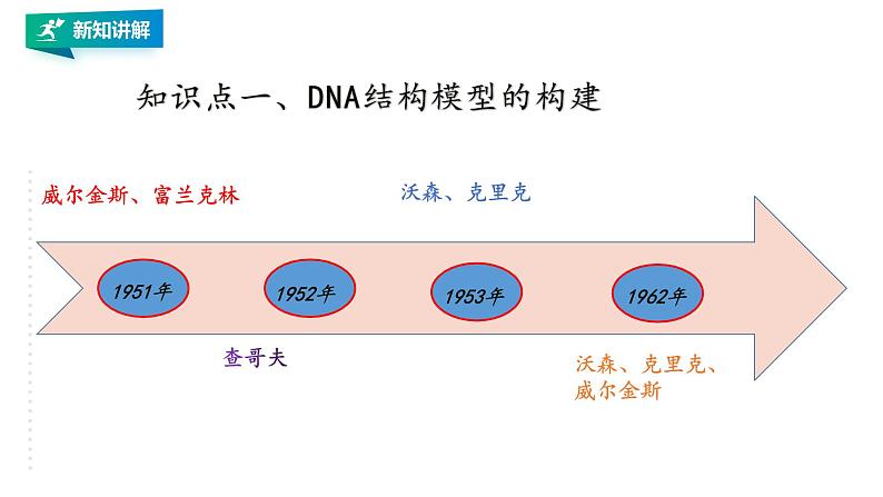 高中生物第二册 3.2DNA的结构第3页