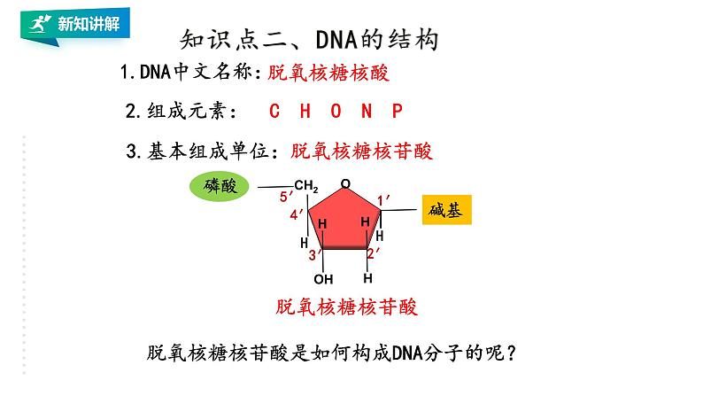 高中生物第二册 3.2DNA的结构第7页