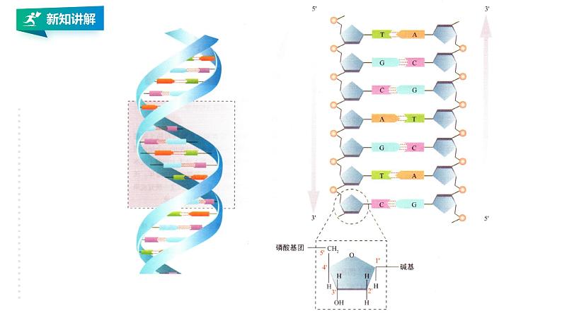 高中生物第二册 3.2DNA的结构第8页