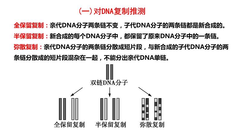 高中生物第二册 3.3DNA的复制 课件06