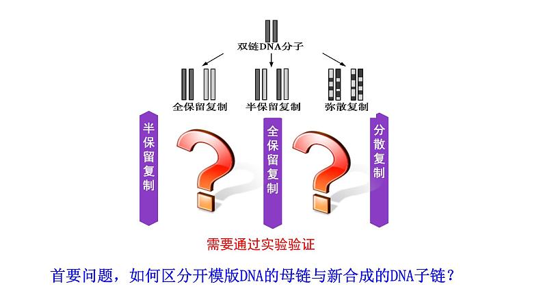 高中生物第二册 3.3DNA的复制 课件07