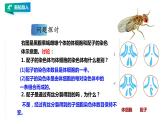 高中生物第二册 2.1.1减数分裂和受精作用1 课件
