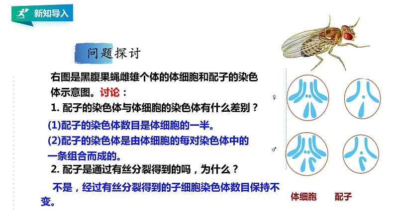 高中生物第二册 2.1.1减数分裂和受精作用1 课件02