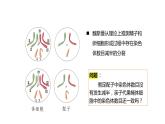 高中生物第二册 2.1.1减数分裂和受精作用1 课件