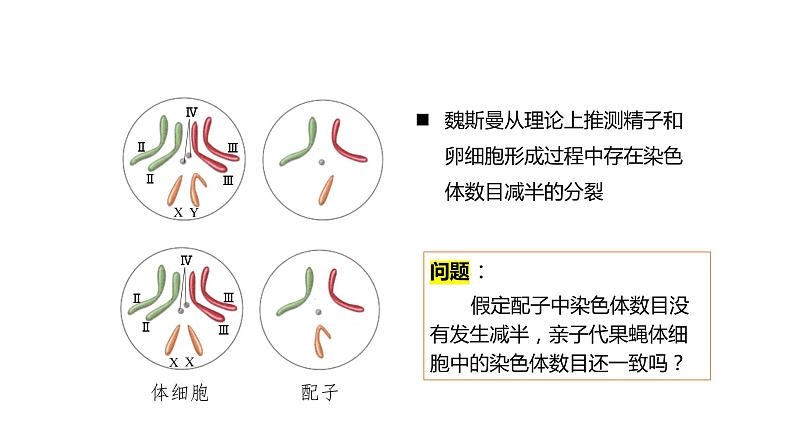 高中生物第二册 2.1.1减数分裂和受精作用1 课件03