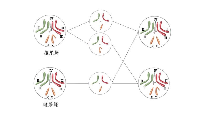 高中生物第二册 2.1.1减数分裂和受精作用1 课件04