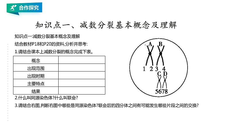 高中生物第二册 2.1.1减数分裂和受精作用1 课件06