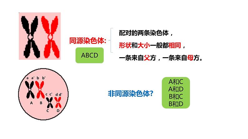 高中生物第二册 2.1.1减数分裂和受精作用1 课件08