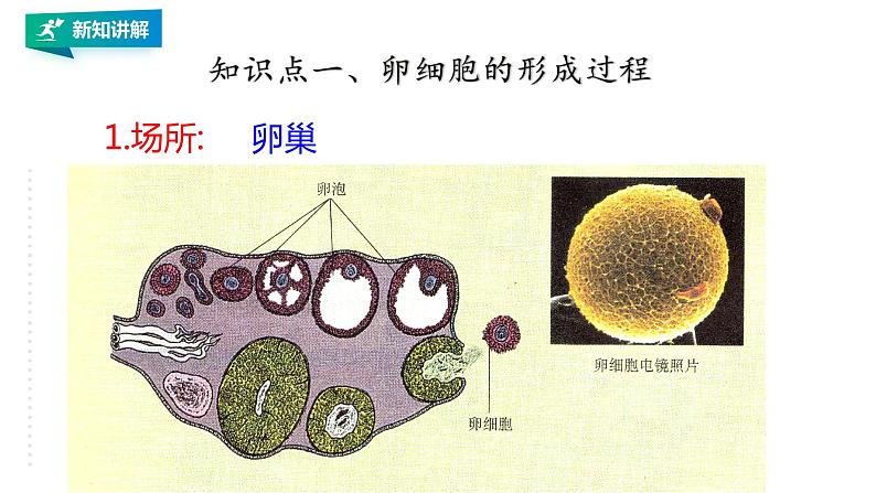 高中生物第二册 2.1.2减数分裂和受精作用2第4页