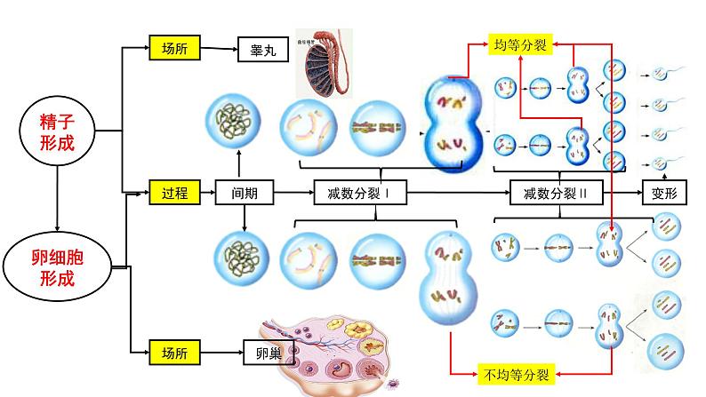 高中生物第二册 2.1.2减数分裂和受精作用2第8页