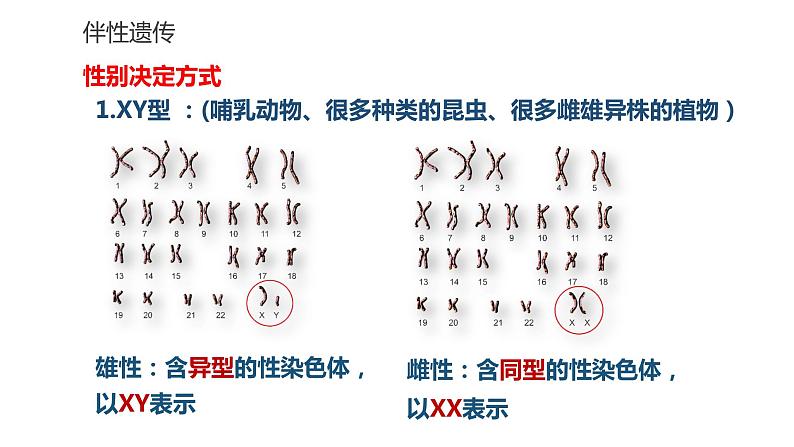 高中生物第二册 2.3伴性遗传 课件05