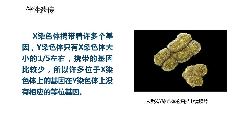 高中生物第二册 2.3伴性遗传 课件06