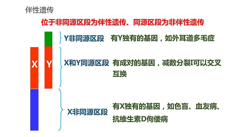 高中生物第二册 2.3伴性遗传 课件07