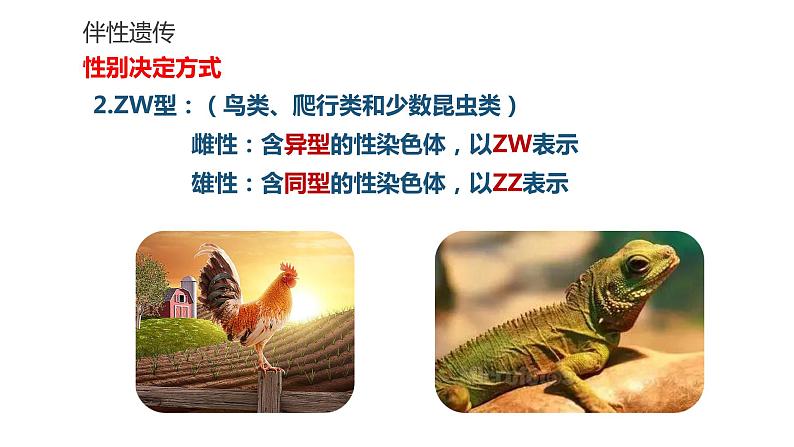 高中生物第二册 2.3伴性遗传 课件08