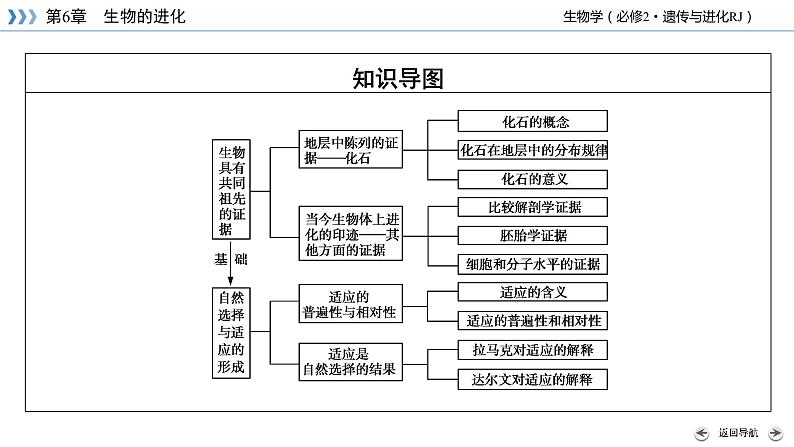 高中生物第二册 第6章 第1、2节 生物有共同祖先的证据　自然选择与适应的形成第5页