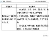 高中生物第二册 第4章 第1节 基因指导蛋白质的合成 课件