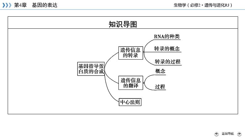 高中生物第二册 第4章 第1节 基因指导蛋白质的合成第5页