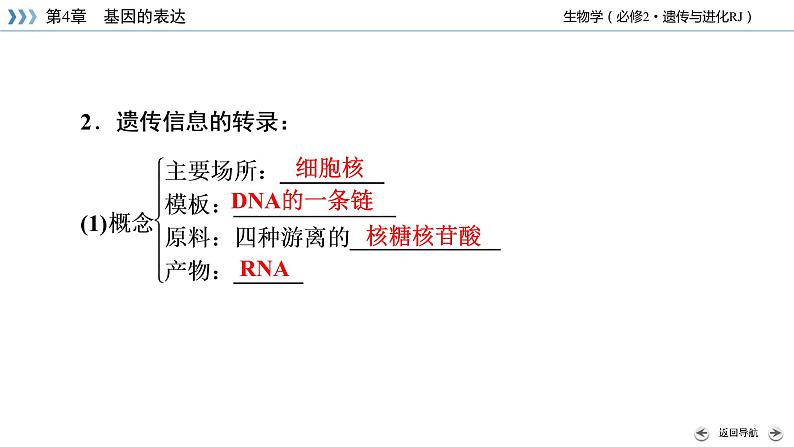 高中生物第二册 第4章 第1节 基因指导蛋白质的合成第8页