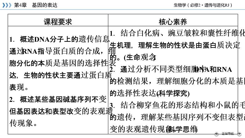 高中生物第二册 第4章 第2节 基因表达与性状的关系第4页