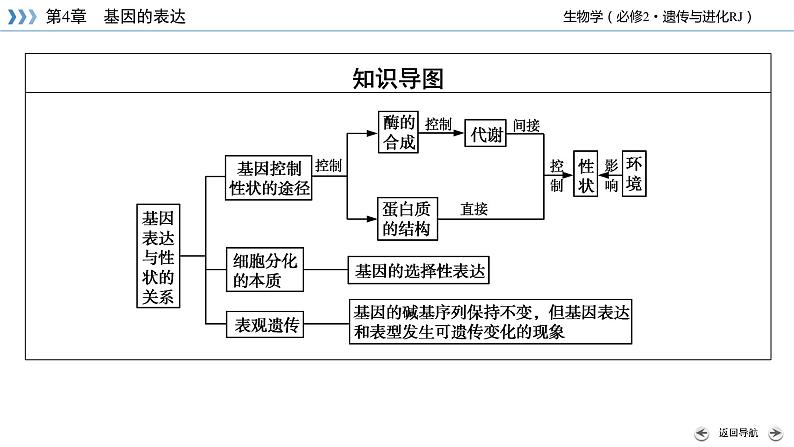 高中生物第二册 第4章 第2节 基因表达与性状的关系第5页