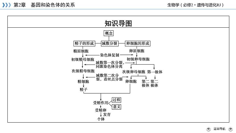 高中生物第二册 第2章 第1节 减数分裂和受精作用第5页