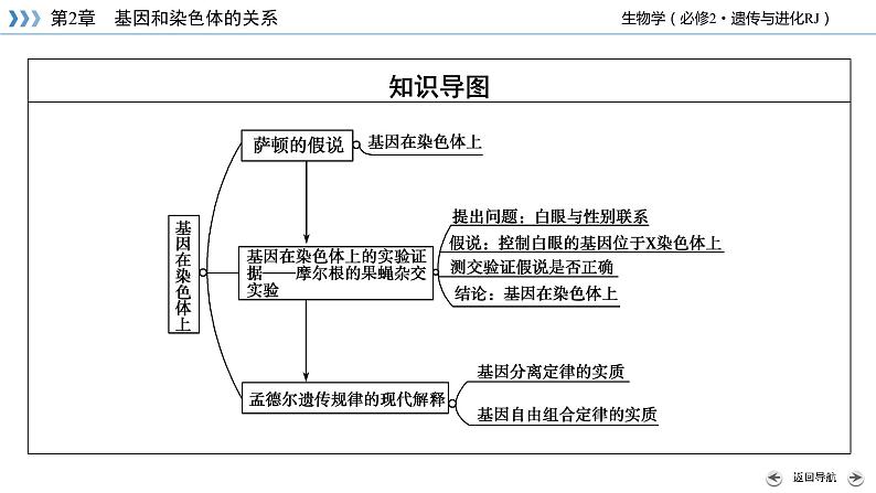 高中生物第二册 第2章 第2节 基因在染色体上第5页