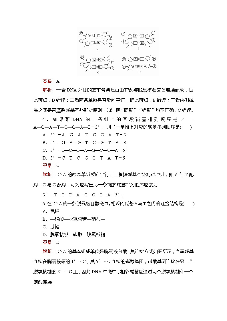 高中生物第二册 第3章  第2节DNA的结构课时精练02