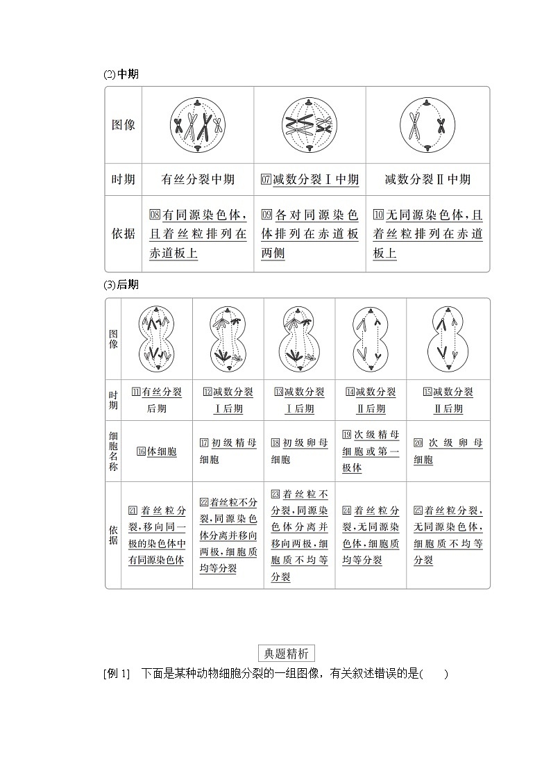 高中生物第二册 第2章 第1节 减数分裂和受精作用 第3课时 教案02