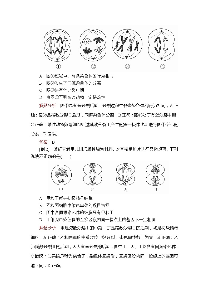 高中生物第二册 第2章 第1节 减数分裂和受精作用 第3课时 教案03