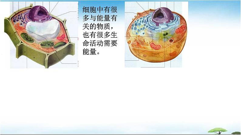 5.2细胞的能量“货币”ATP课件2022-2023学年高一上学期生物人教版必修1第2页