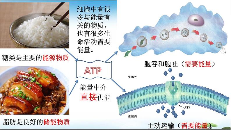 5.2细胞的能量“货币”ATP课件2022-2023学年高一上学期生物人教版必修1第3页