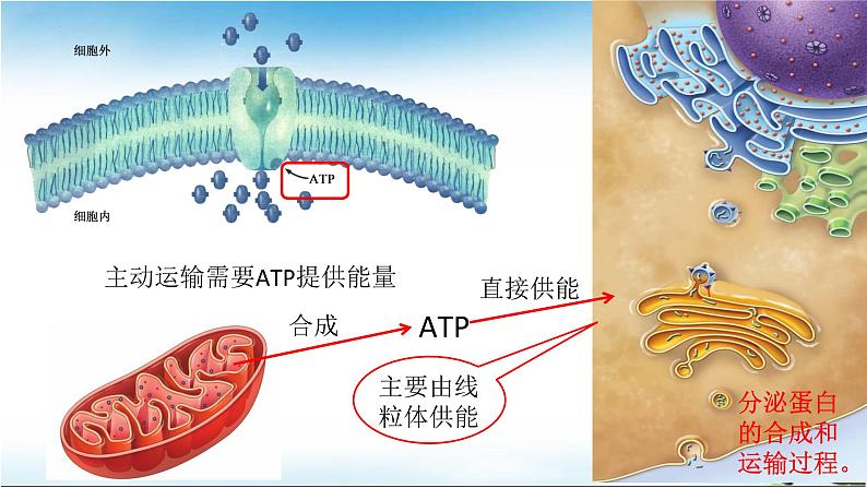 5.2细胞的能量“货币”ATP课件2022-2023学年高一上学期生物人教版必修1第7页