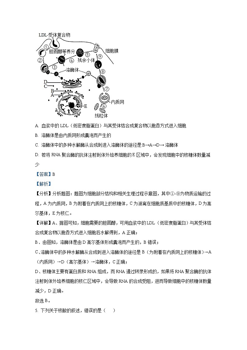 江苏省连云港市灌南高级中学2023届高三上学期第一次阶段性考试生物试题（Word版附解析）第3页