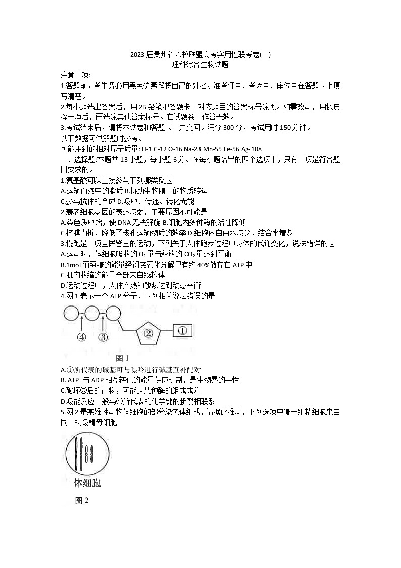 贵州省六校联盟2022-2023学年高三上学期第一次联考理科综合生物试题（含答案）01
