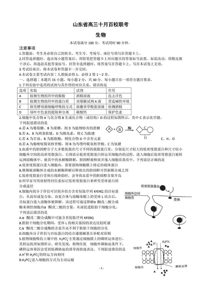 2023届山东省高三上学期10月百校联考生物试题（PDF版）01