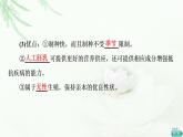 苏教版高中生物选择性必修3第2章第2节植物细胞工程的应用课件