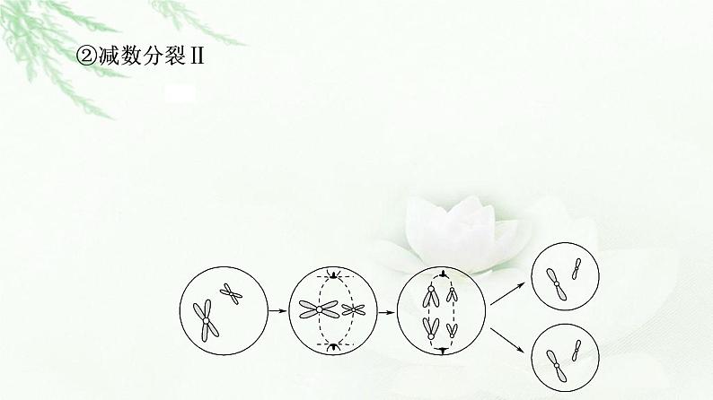 人教版高中生物必修2第2章第1节第1课时减数分裂课件08