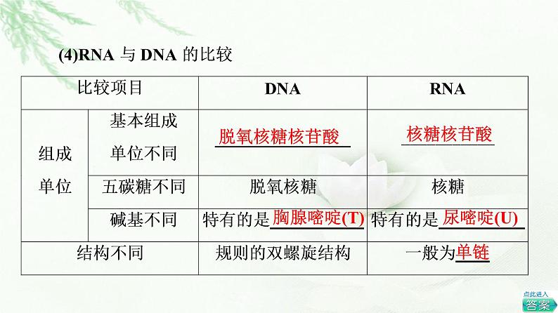 人教版高中生物必修2第4章第1节基因指导蛋白质的合成课件07