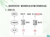 人教版高中生物必修2第5章第1节基因突变和基因重组课件