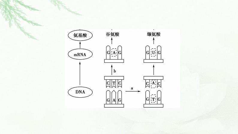 人教版高中生物必修2第5章第1节基因突变和基因重组课件第6页